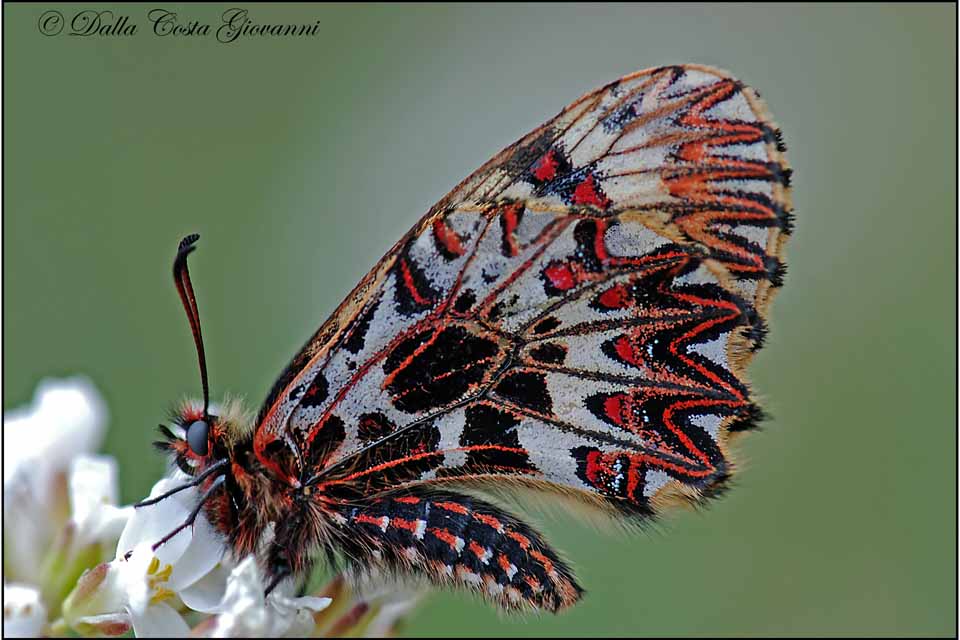Zerynthia polyxena